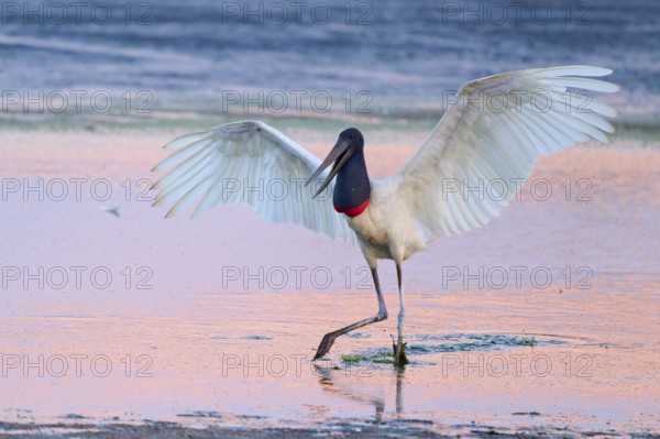 A Jabiru spreads its wings while standing in the water, the sky is pink, Jabiru (Jabiru mycteria), Pantanal, Mato Grosso, Brazil