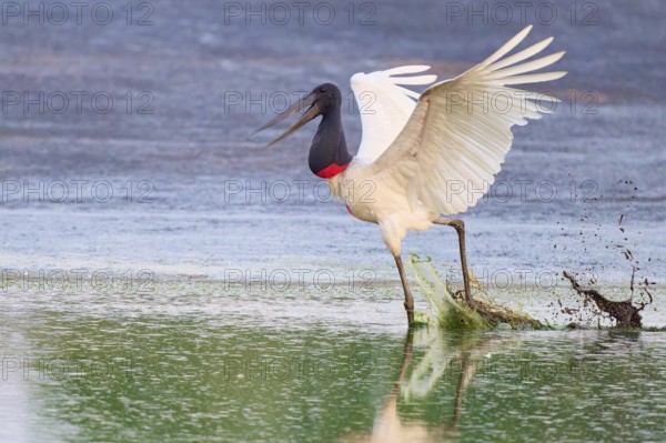 A bird energetically pushes off from the water, its wings wide open, Jabiru (Jabiru mycteria), Pantanal, Mato Grosso, Brazil