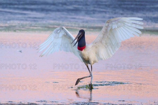 A Jabiru with spread wings in shallow water at sunset, Jabiru (Jabiru mycteria), Pantanal, Mato Grosso, Brazil