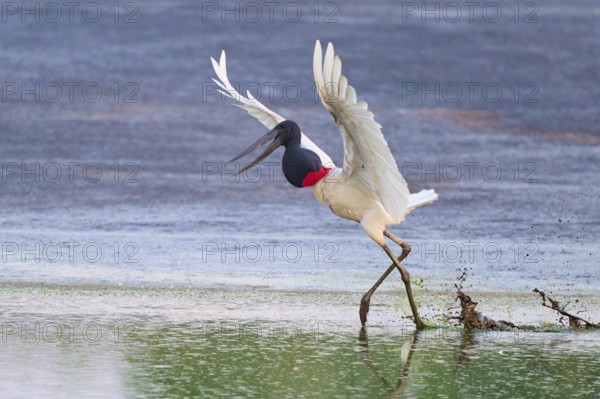 A bird dynamically pushes off from the water, splashing water surrounds it, Jabiru (Jabiru mycteria), Pantanal, Mato Grosso, Brazil