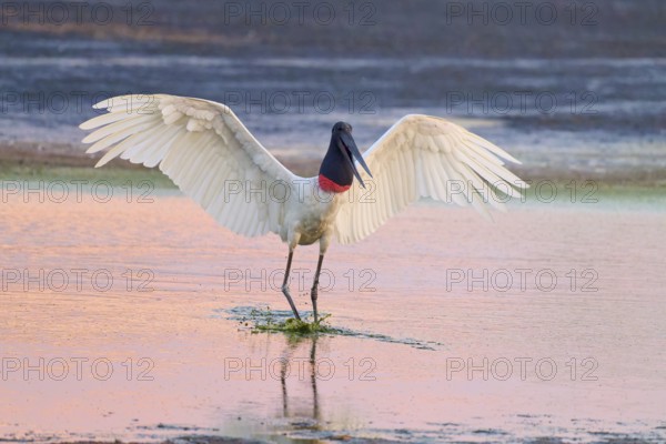 A bird with outstretched wings stands in the water, the evening sky illuminates the scene, Jabiru (Jabiru mycteria), Pantanal, Mato Grosso, Brazil