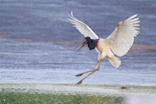 A bird leaps dynamically in the water, its wings spread wide, Jabiru (Jabiru mycteria), Pantanal, Mato Grosso, Brazil