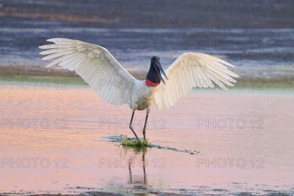A bird with wide open wings stands calmly in shallow water at dusk, Jabiru (Jabiru mycteria), Pantanal, Mato Grosso, Brazil