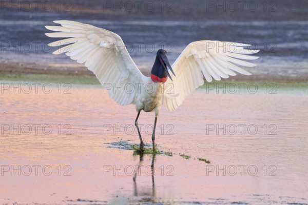 A large bird with outstretched wings stands in the calm water in the evening light, Jabiru (Jabiru mycteria), Pantanal, Mato Grosso, Brazil