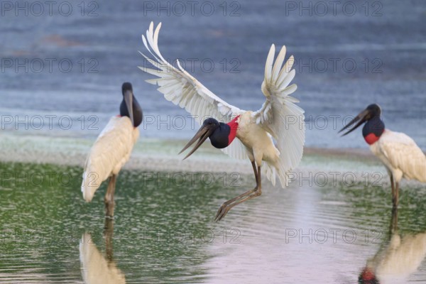 Three birds at the water's edge, one flapping its wings and appears to be in flight, Jabiru (Jabiru mycteria), Pantanal, Mato Grosso, Brazil