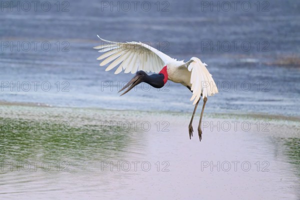 A bird flies in an elegant arc over the water, Jabiru (Jabiru mycteria), Pantanal, Mato Grosso, Brazil