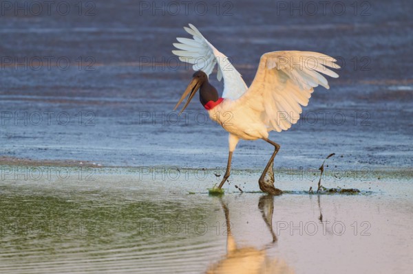 An elegant bird lands with outstretched wings on a calm water surface, Jabiru (Jabiru mycteria), Pantanal, Mato Grosso, Brazil