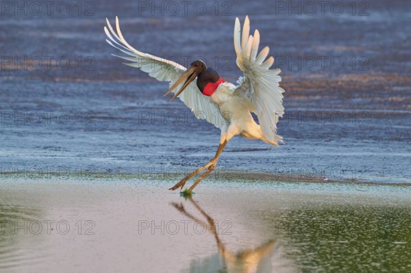 A bird in graceful flight just above the water surface in the sunlight, Jabiru (Jabiru mycteria), Pantanal, Mato Grosso, Brazil