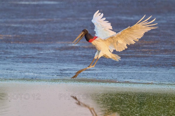 A bird with outstretched wings flies elegantly over the water at dawn, Jabiru (Jabiru mycteria), Pantanal, Mato Grosso, Brazil