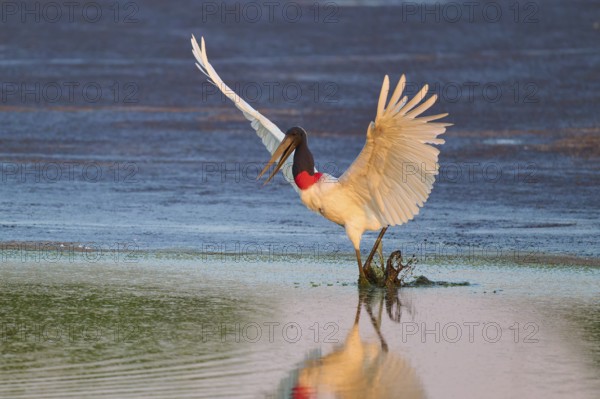 A large bird lands elegantly on the water and is reflected in it, Jabiru (Jabiru mycteria), Pantanal, Mato Grosso, Brazil