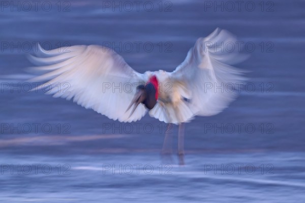 A blurred bird with outstretched wings hovers over the water in the evening light, Jabiru (Jabiru mycteria), Pantanal, Mato Grosso, Brazil