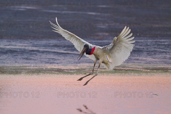A stork flies over the water at dusk and prepares to land, Jabiru (Jabiru mycteria), Pantanal, Mato Grosso, Brazil