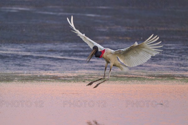 A stork flies just above the surface of the water, which glows pink in the evening light, Jabiru (Jabiru mycteria), Pantanal, Mato Grosso, Brazil