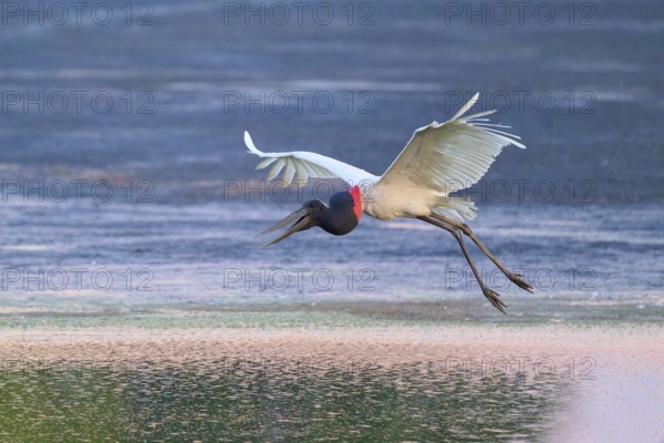 A Jabiru flying close to the water surface at sunset, Jabiru (Jabiru mycteria), Pantanal, Mato Grosso, Brazil