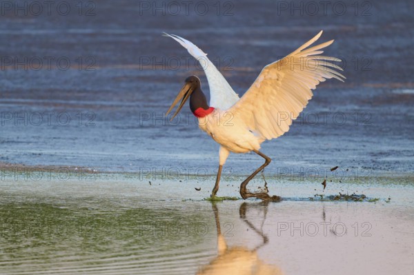 A large bird lands gracefully on the water and creates a clear reflection, Jabiru (Jabiru mycteria), Pantanal, Mato Grosso, Brazil