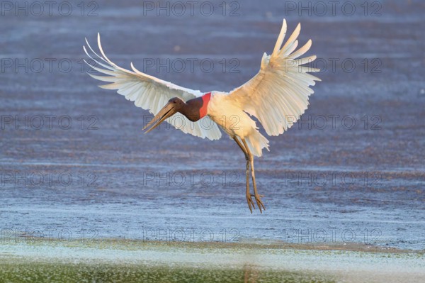 A large bird with outstretched wings flies over a calm water surface, Jabiru (Jabiru mycteria), Pantanal, Mato Grosso, Brazil