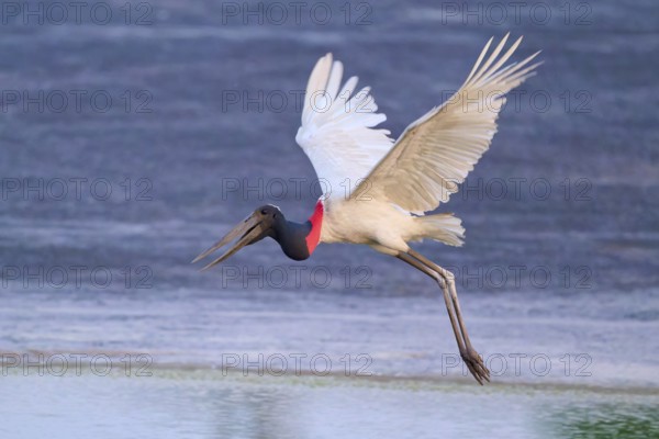 A bird flies with its wings spread wide over a reflecting water surface, Jabiru (Jabiru mycteria), Pantanal, Mato Grosso, Brazil