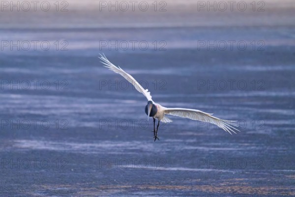 A stork flies head-on with its wings spread out towards the observer over a blue surface, Jabiru (Jabiru mycteria), Pantanal, Mato Grosso, Brazil