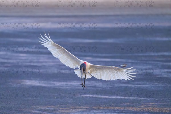 A stork flies with outstretched wings just above a dark blue water surface, Jabiru (Jabiru mycteria), Pantanal, Mato Grosso, Brazil