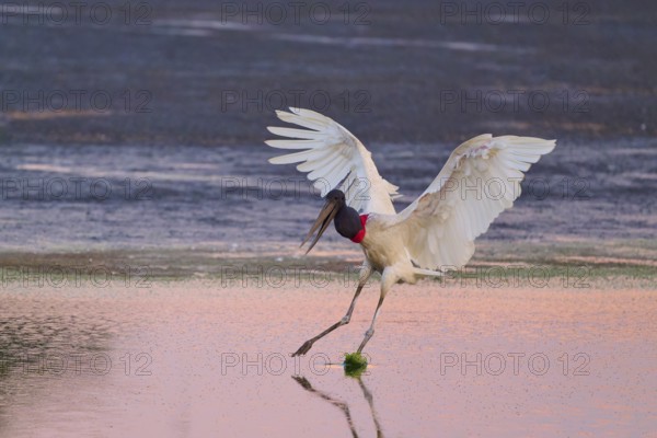 A stork lands elegantly on the surface of the water in the warm light of sunset, Jabiru (Jabiru mycteria), Pantanal, Mato Grosso, Brazil