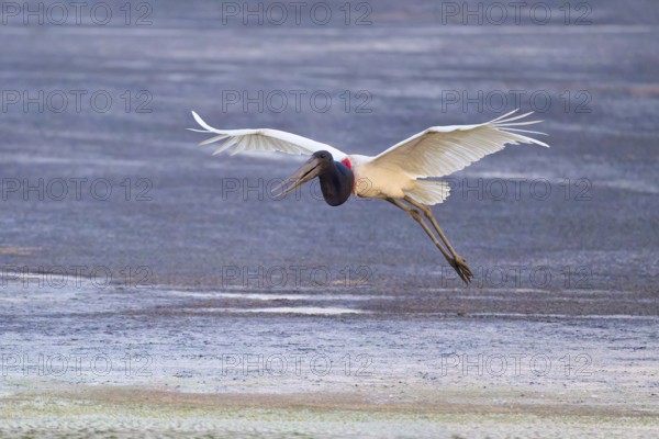 A large bird flies over the ground, its wings spread out, Jabiru (Jabiru mycteria), Pantanal, Mato Grosso, Brazil