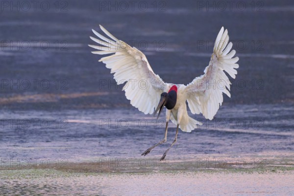 A large bird with outstretched wings flies close over a water surface, Jabiru (Jabiru mycteria), Pantanal, Mato Grosso, Brazil