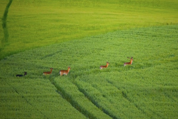 A group of fallow deer (Dama dama) running through a large green grain field Field, Osnabrücker Land, Wiehengebirge, Lower Saxony, Germany