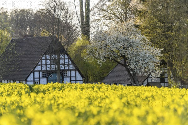 Lower Saxony farmhouse with black and white timbering surrounded by blooming rapeseed fields in an evening spring landscape, Osnabrücker Land, Wiehen Mountains, Lower Saxony, Germany