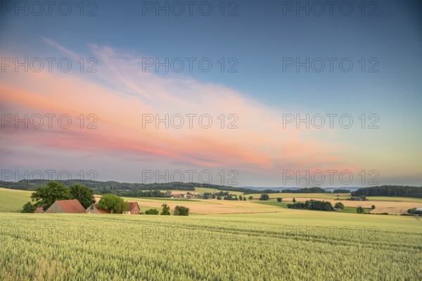 Wide fields with farmhouses under a colorful evening sky with cornfields in the foreground, Osnabrücker Land, Wiehen Mountains, Lower Saxony, Germany
