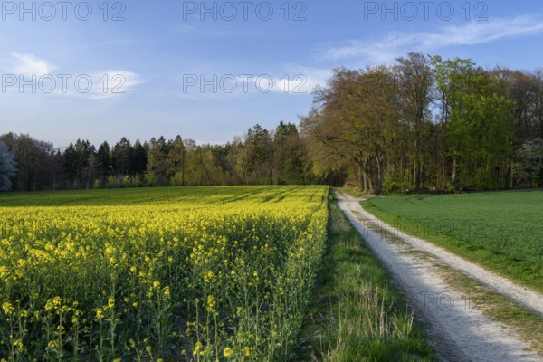 Blooming rapeseed field next to a dirt road, bordered by a forest under a blue sky, Osnabrücker Land, Wiehen Mountains, Lower Saxony, Germany