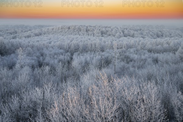 Snowy forest under a bright morning sky in warm tones in the Teutoburg Forest, Steinegge observation tower, Dissen, Osnabrück district, Lower Saxony, Germany