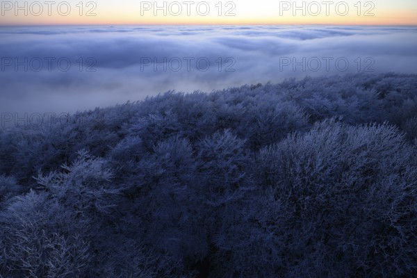 Dark, snowy forest at dusk under a cloudy sky in the Teutoburg Forest, Steinegge observation tower, Dissen, Osnabrück district, Lower Saxony, Germany