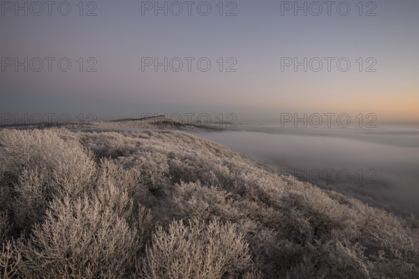 Snowy hills and valleys with soft pastel shades in fog at sunset in the Teutoburg Forest, Steinegge observation tower, Dissen, Osnabrück district, Lower Saxony, Germany