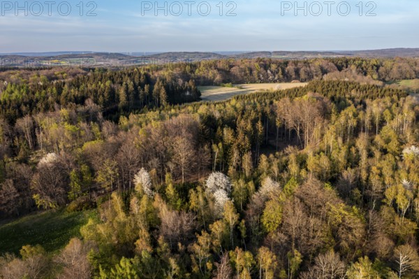Dense forest in autumn colors, flooded with sunlight, under clear skies, Osnabrücker Land, Wiehen Mountains, Lower Saxony, Germany