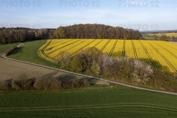 Wavy rapeseed fields and meadows in the Wiehen Mountains at sunset framed by forest oblique aerial view, Osnabrücker Land, Wiehen Mountains, Lower Saxony, Germany