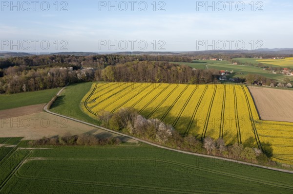 Aerial view of a vast landscape with yellow rapeseed fields and forest, Osnabrücker Land, Wiehen Mountains, Lower Saxony, Germany