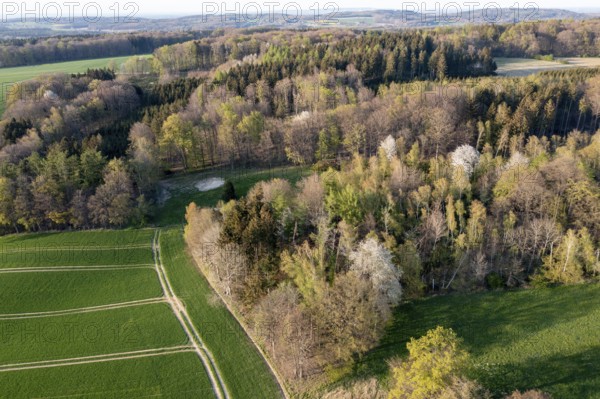 Natural landscape with green fields and trees surrounded by thick forests, angled aerial view, Osnabrücker Land, Wiehen Mountains, Lower Saxony, Germany