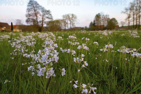 Blooming spring meadow with meadow foamwort (Cardamine pratensis) and trees in the background on a wet meadow in the Osnabrücker Land, Wiehengebirge, Lower Saxony, Germany