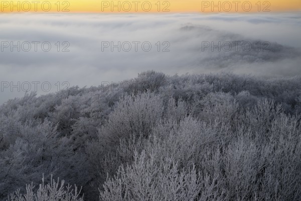 Icy treetops rise through a foggy evening sky in the Teutoburg Forest, Steinegge observation tower, Dissen, Osnabrück district, Lower Saxony, Germany