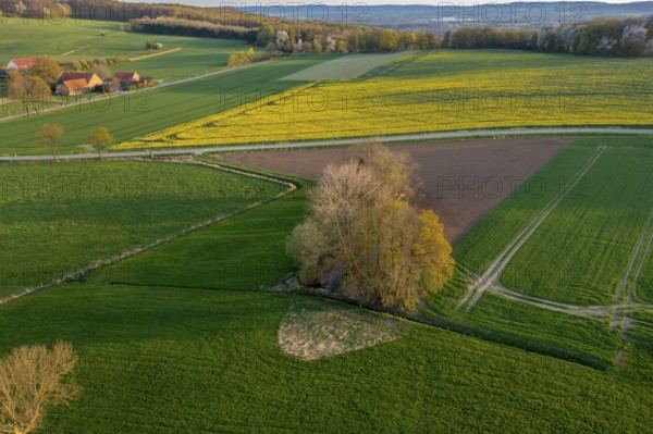 Evening landscape with extensive fields and a path illuminated by sunset. Curved aerial view in bright colors with rapeseed blossoms and trees with fresh green, Osnabrücker Land, Wiehen Mountains, Lower Saxony, Germany