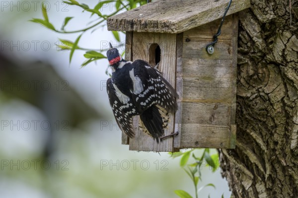 Dümmer nature park Park, Lower Saxony, Germany, Great spotted woodpecker (Dendrocopos major) with outstretched wings at a birdhouse on a tree