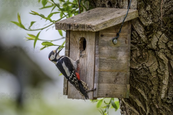 Dümmer nature park Park, Lower Saxony, Germany, A great spotted woodpecker (Dendrocopos major) sits with its beak open on a wooden birdhouse, surrounded by fresh green leaves
