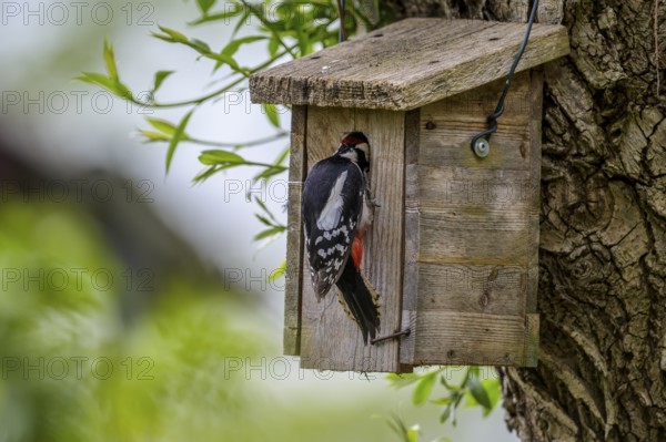 Dümmer nature park Park, Lower Saxony, Germany, Great spotted woodpecker (Dendrocopos major) at the birdhouse on a tree in spring landscape, back view