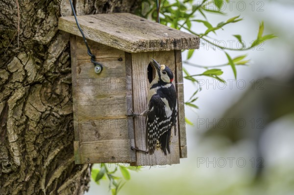 Dümmer nature park Park, Lower Saxony, Germany, Great spotted woodpecker (Dendrocopos major) sitting at a birdhouse on a tree. Nature and spring awakening