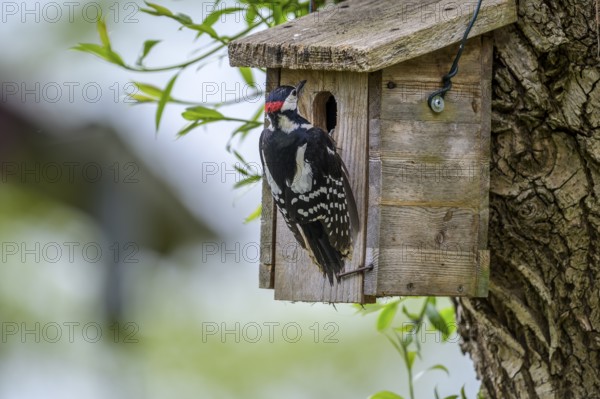 Dümmer nature park Park, Lower Saxony, Germany, Great spotted woodpecker (Dendrocopos major) inspecting a birdhouse on a tree in spring