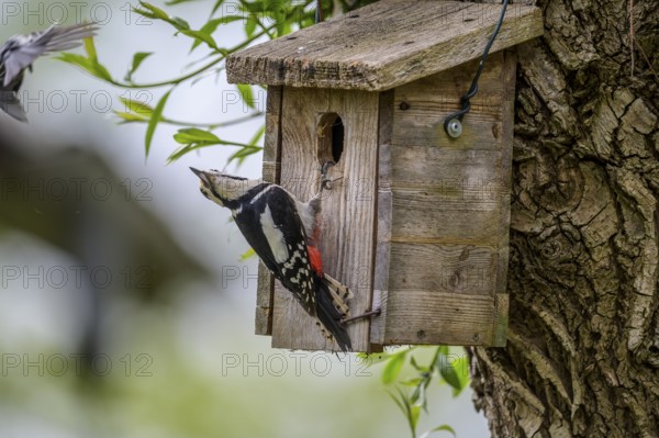 Dümmer nature park Park, Lower Saxony, Germany, A great spotted woodpecker (Dendrocopos major) spreads its wings on a wooden birdhouse on a tree trunk