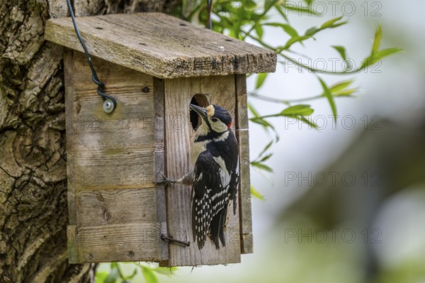 Dümmer nature park Park, Lower Saxony, Germany, A great spotted woodpecker (Dendrocopos major) sits at a wooden birdhouse, surrounded by green leaves and nature