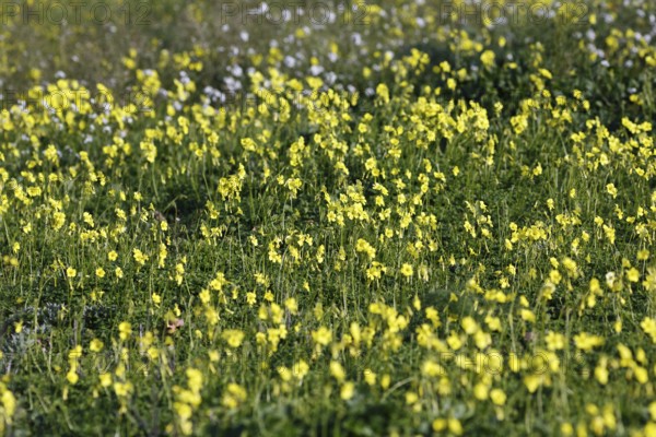 Carpet of flowers, yellow flower meadow in winter, Bermuda buttercup (Oxalis pes-caprae), Segesta, Calatafimi, Trapani province, north-west, Sicily, southern Italy, Italy