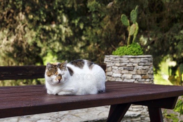 Three-colored cat, tortoiseshell cat lying relaxed on a wooden outdoor table, Segesta, Calatafimi, Trapani province, northwest, Sicily, southern Italy, Italy