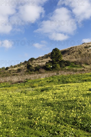 Carpet of flowers, yellow flower meadow in winter, Bermuda buttercup (Oxalis pes-caprae), Segesta, Calatafimi, Trapani province, north-west, Sicily, southern Italy, Italy